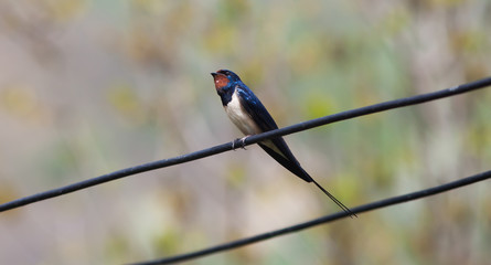 swallow in spring