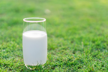 Closeup glass of milk on green grass nature background, food healthy concept