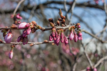 blossom tree over blue sky background