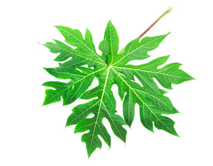 Closeup fresh papaya green leaf isoleted on white background