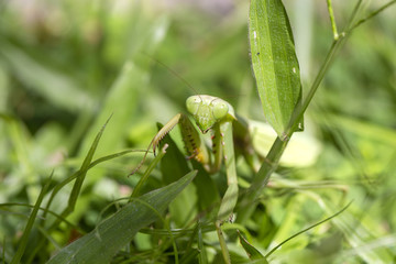 Praying mantis, mantis religiosa in green grass background, close up. Bali, Indonesia