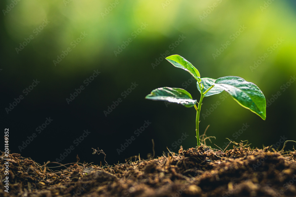 Poster planting trees growth passion fruit and hand watering in nature light and background