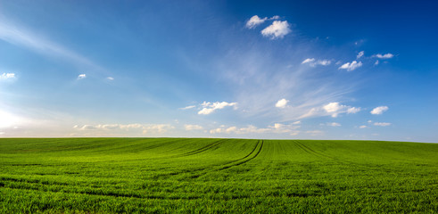 lente landschap panorama, groen tarweveld