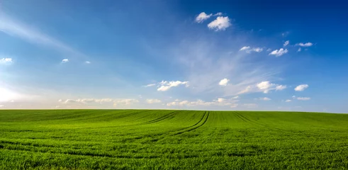 Zelfklevend Fotobehang Platteland lente landschap panorama, groen tarweveld