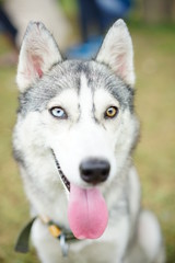 A close up husky dog potrait