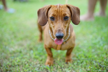 A dachshund pup on grass