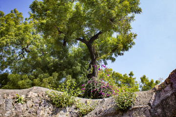 Green Trees and Pink Bougainvillea Plant Growing Along an Ancient Stone Wall at Golconda Fort in Hyderabad, India