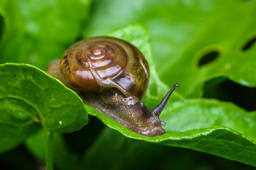 closeup shot of snail in nature