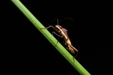 closeup shot of assassin bug in nature