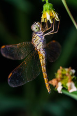 closeuup shot of dragonfly in nature