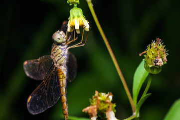 closeuup shot of dragonfly in nature