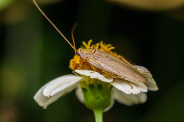 closeup shot of bug ini nature