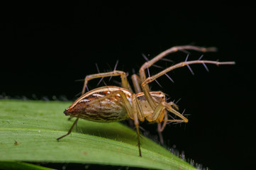 closeup shot of spider in nature