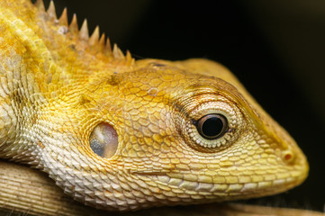 closeup shot oriental garden lizard in nature