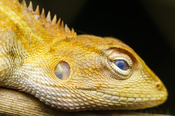 closeup shot oriental garden lizard in nature