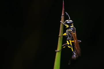 closeup shot of wasp bee in nature