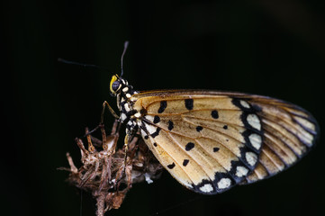 closeup shot of butterfly in nature
