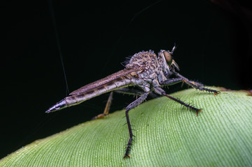 closeup shot of robberfly in nature