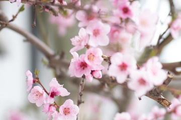Fototapeta na wymiar Peach tree blossoms