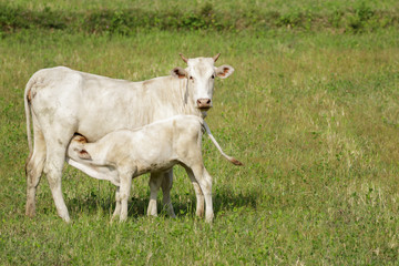 Image of a cow and calf on the green meadow. Farm Animal.
