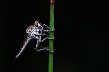 closeup shot of robberfly in nature