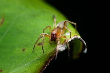 closeup shot of spider in nature