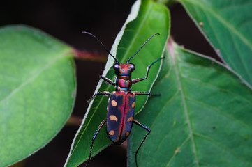 closeup shot of tiger beetle in nature