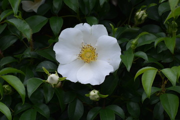 Cherokee rose