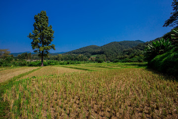 Rice fields are harvested in Pua District, Nan Province, Thailand.