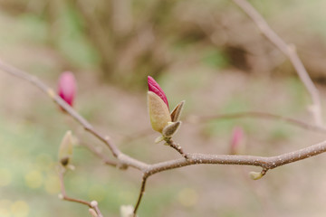 Amazing magnolia flowers in the spring season