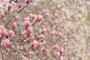 Amazing magnolia flowers in the spring season