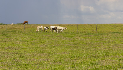 Gado na fazenda