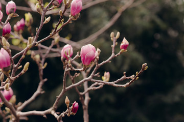 Amazing magnolia flowers in the spring season