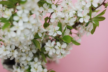 White Flowers Cherry Blossoms Bunch Spring Pink Background Card Greeting Concept