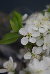 Naklejka na ściany i meble White Flowers Cherry Blossoms Bunch Spring Darck Background Card Greeting