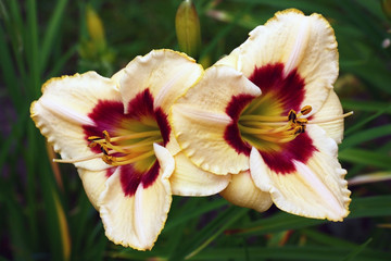 Pair of flowers with yellow edge./Two large flowers of a hemerocallis with a claret throat and a yellow strip on edge of petals.