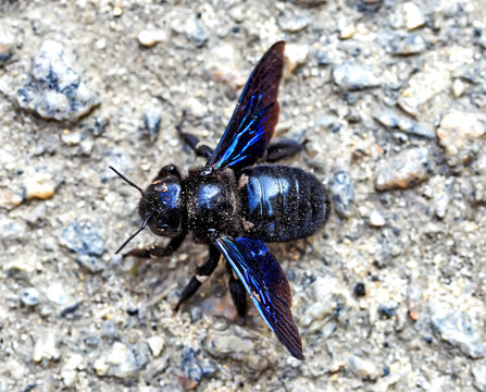 Black bumblebee with bright blue wings on a stone