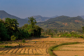 Rice fields are harvested. (Agriculture) in Pua District, Nan Province, Thailand.