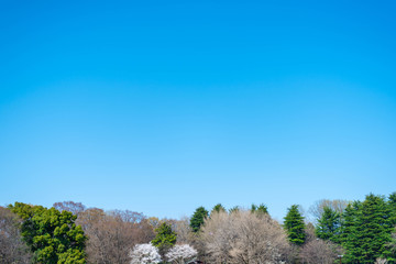 Obraz premium 空と木