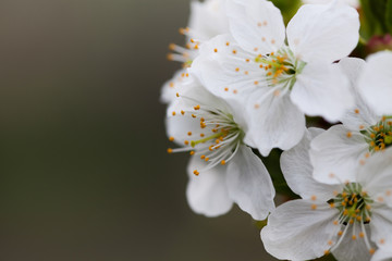 plum blossoms in spring