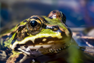 frog in water close up