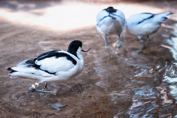 Fototapeta premium group of black and white avocets frolicking in the pond