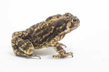 Toad White Background form phuket Thailand
