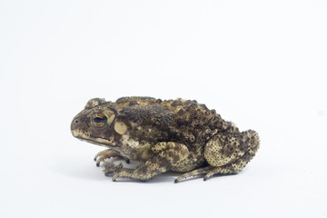 Toad White Background form phuket Thailand