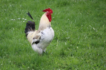 Un coq