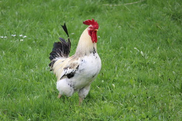 Le coq dans le pré