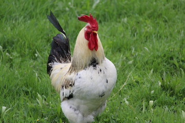 Coq