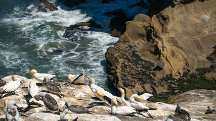 Muriwai Gannet collony near Auckland, North Island of New Zealand