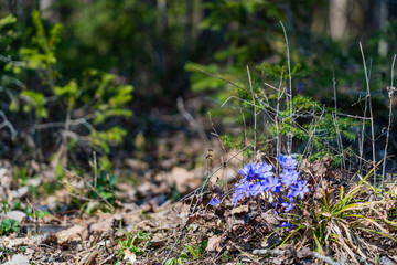 Spring flowers forest and blue