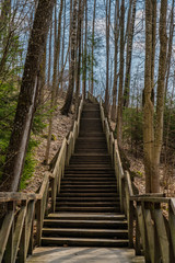 spring forest landscapes